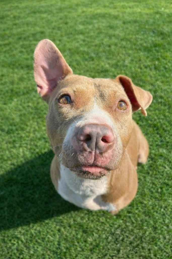 Enlarge Kaliente, a Adoptable Pit Bull Terrier in Sebastian, FL image 1/4