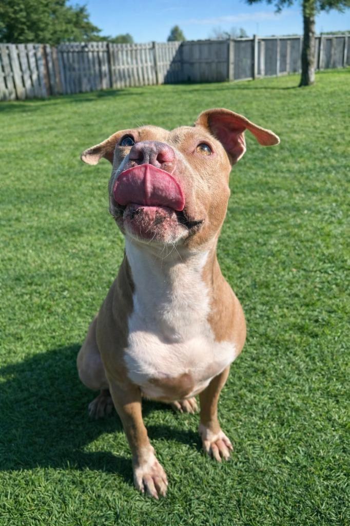 Kaliente, Adoptable, Adult Female Pit Bull Terrier.