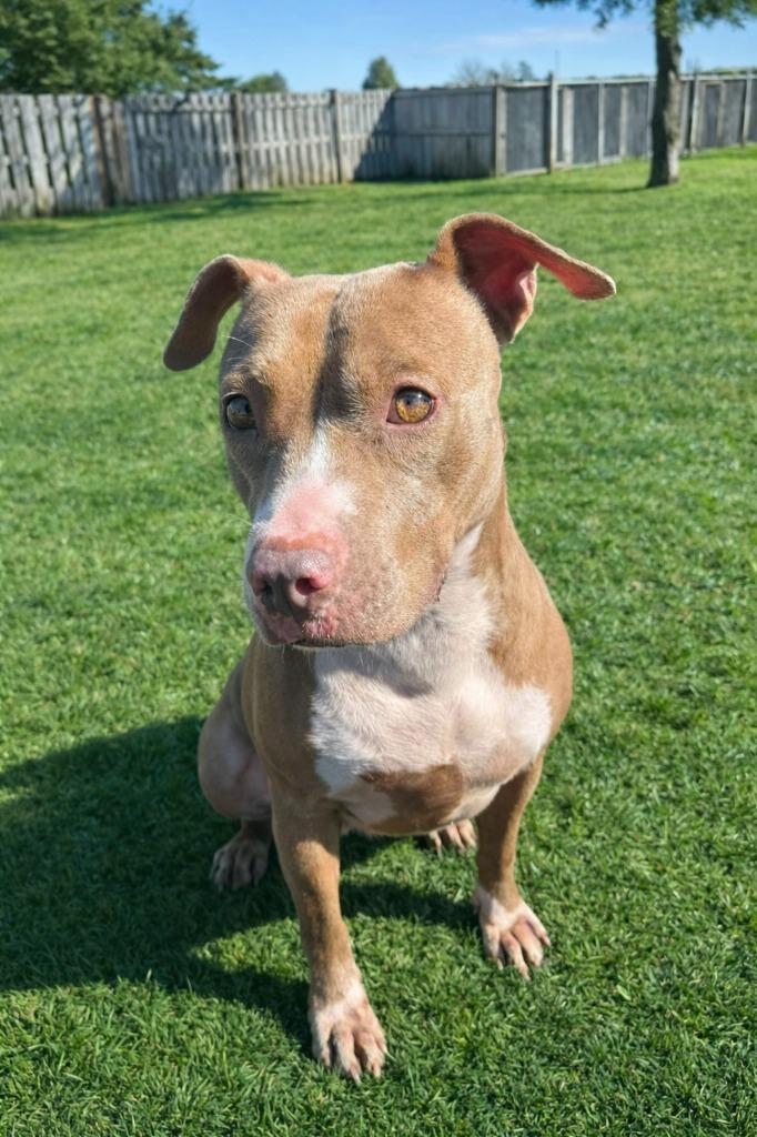 Enlarge Kaliente, a Adoptable Pit Bull Terrier in Sebastian, FL image 3/4