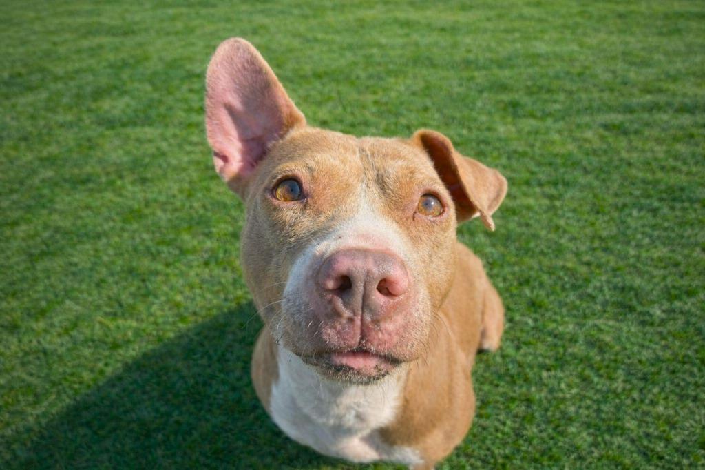 Enlarge Kaliente, a Adoptable Pit Bull Terrier in Sebastian, FL image 4/5