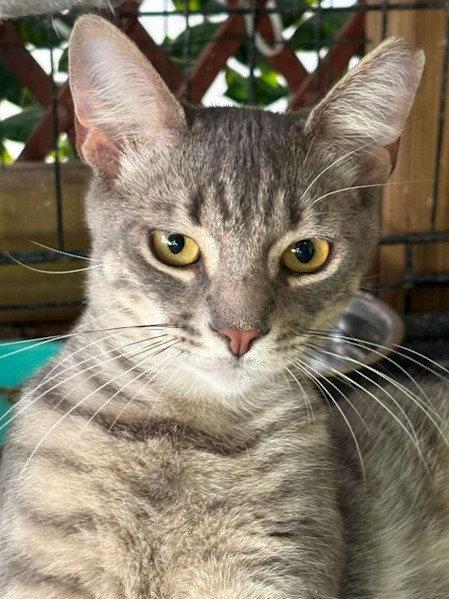 Picasso - PSP Foster Home, Adoptable, Young Male Domestic Short Hair.