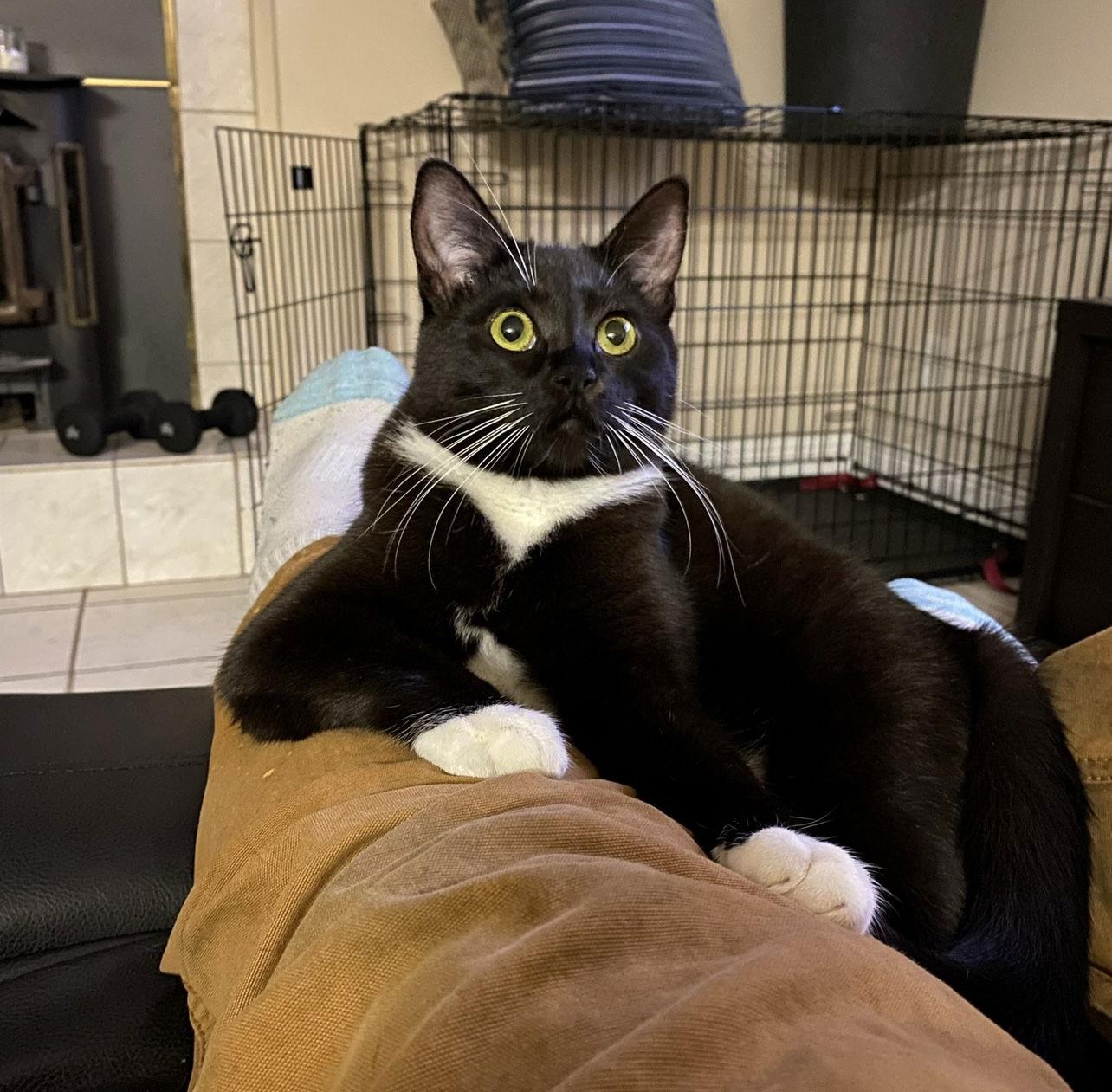 Indy, Adoptable, Young Female Domestic Short Hair.