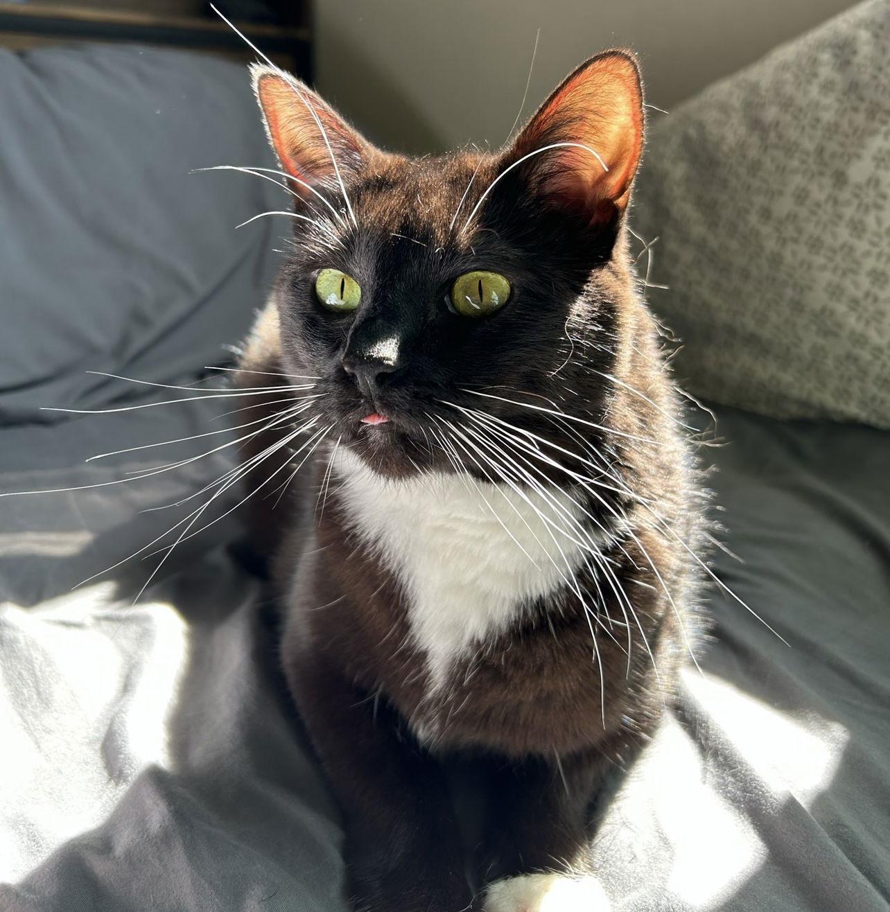 Enlarge Indy, a Adoptable Domestic Short Hair in Woodland, CA image 2/3