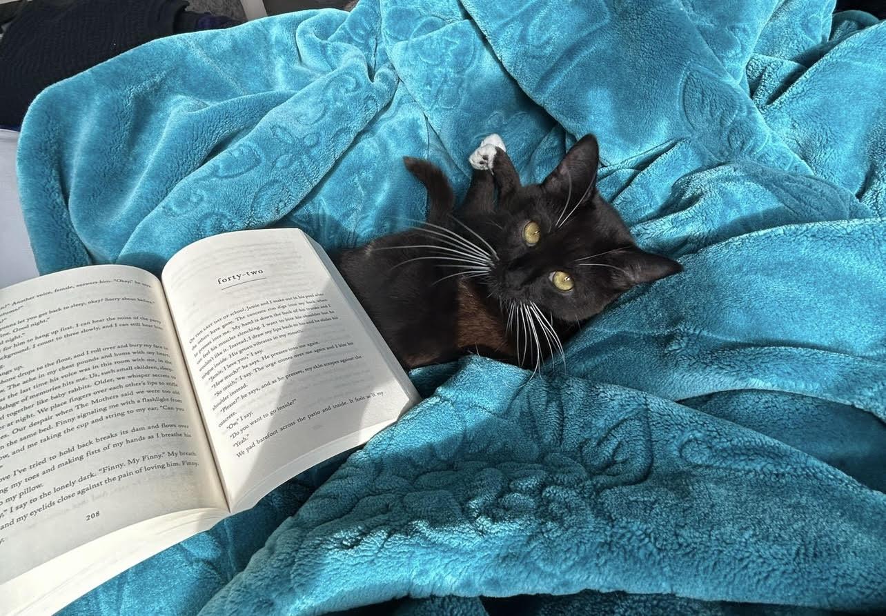 Enlarge Indy, a Adoptable Domestic Short Hair in Woodland, CA image 3/3