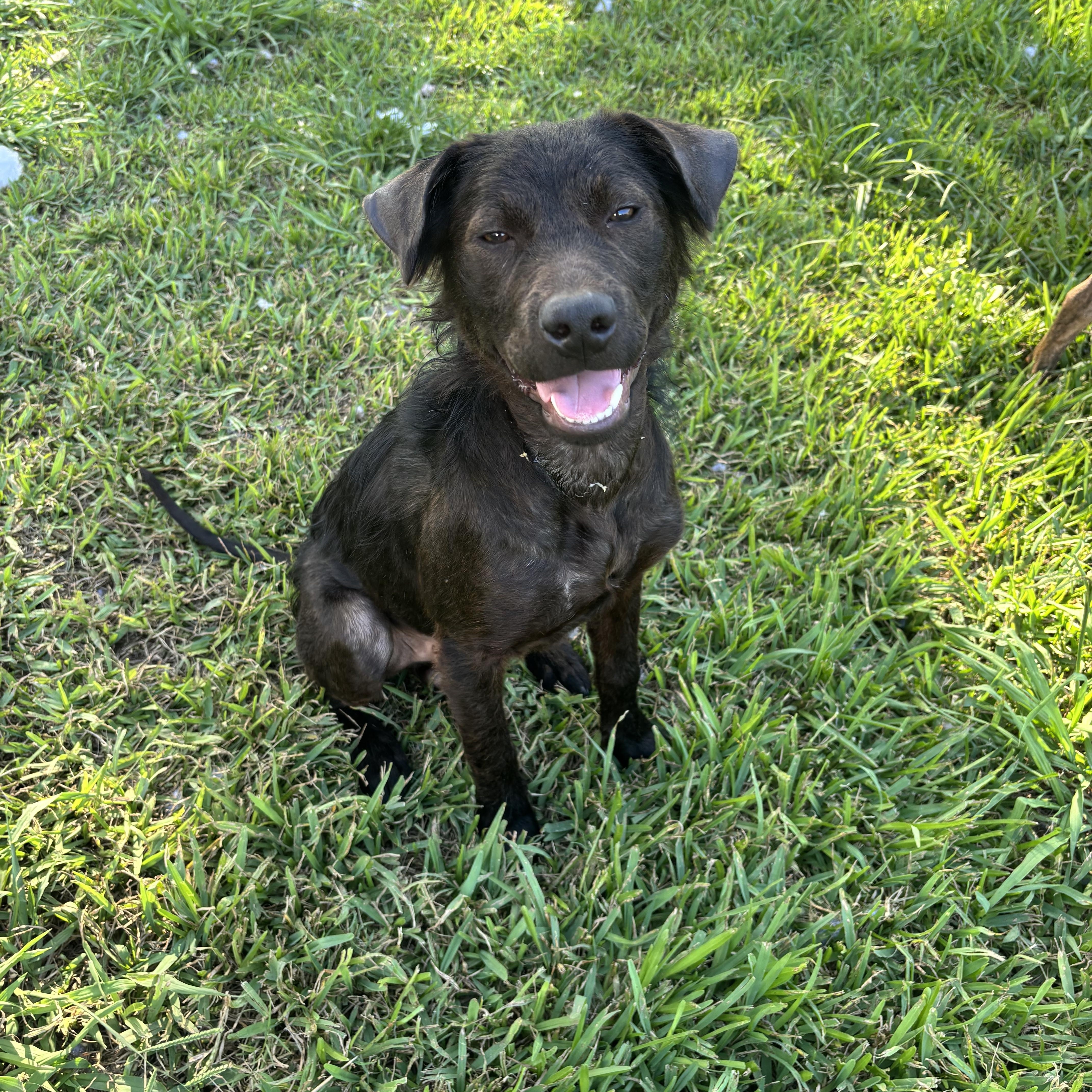 Archie, a ADOPTABLE mixed breed in Houston, TX image 3/6