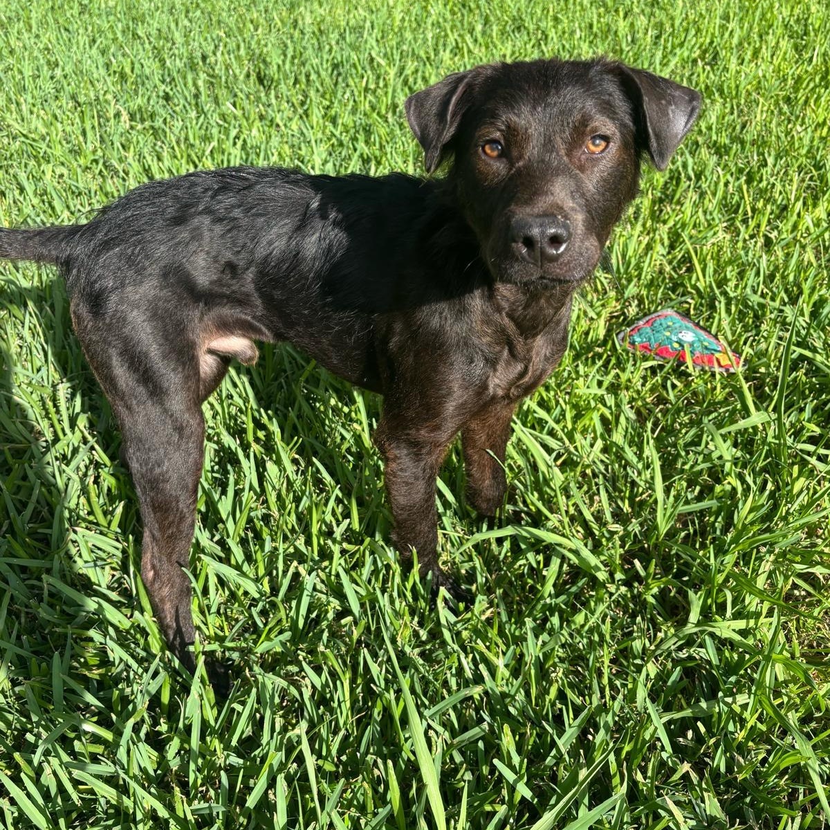 Archie, a ADOPTABLE mixed breed in Houston, TX image 6/6