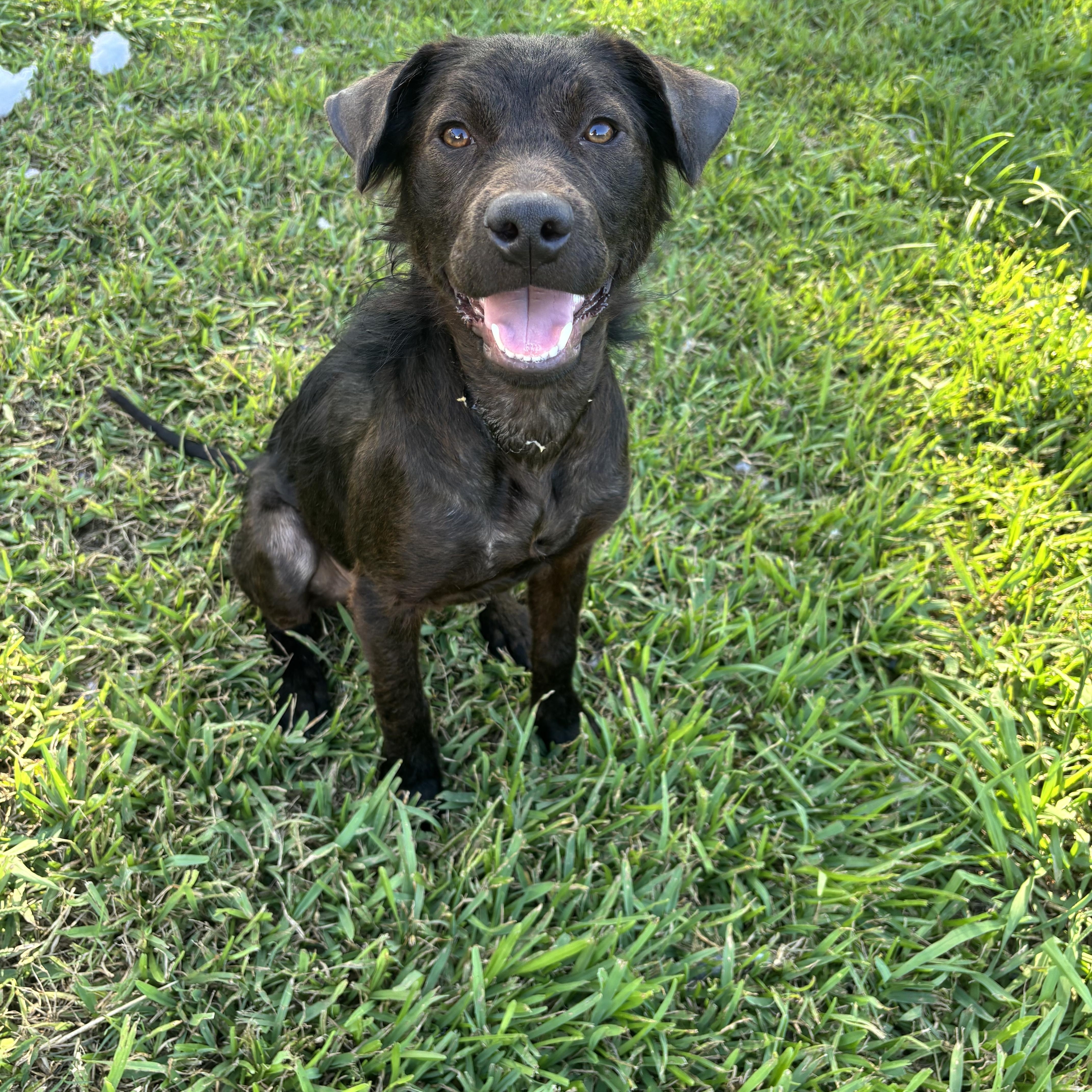 Archie, a ADOPTABLE mixed breed in Houston, TX image 2/6