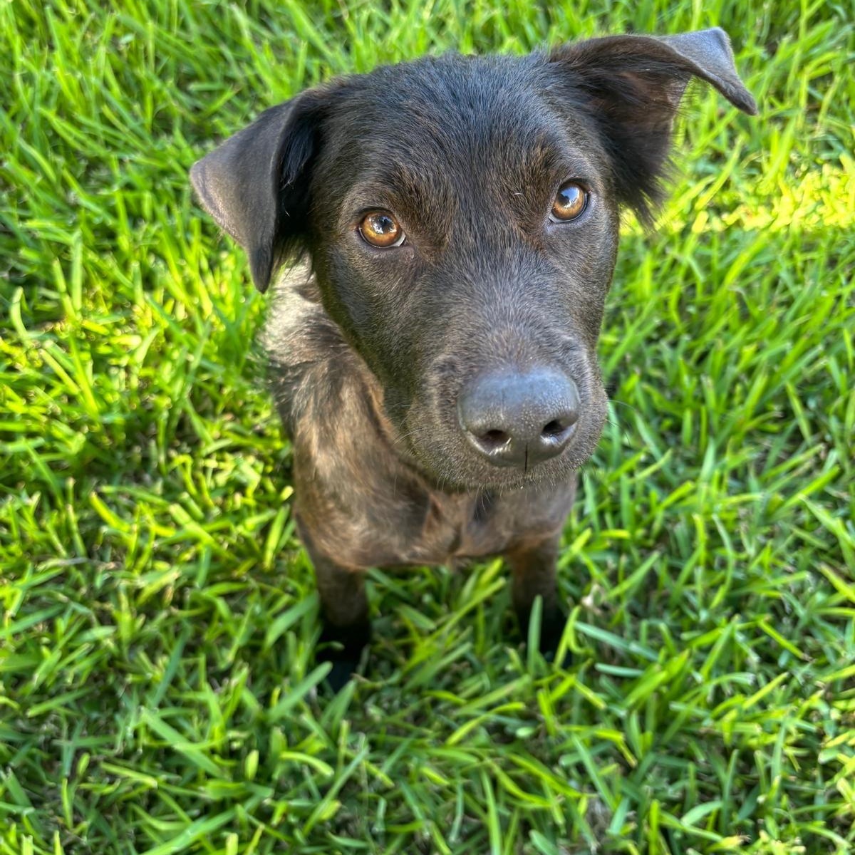 Archie, ADOPTABLE, Young Male Dutch Shepherd.