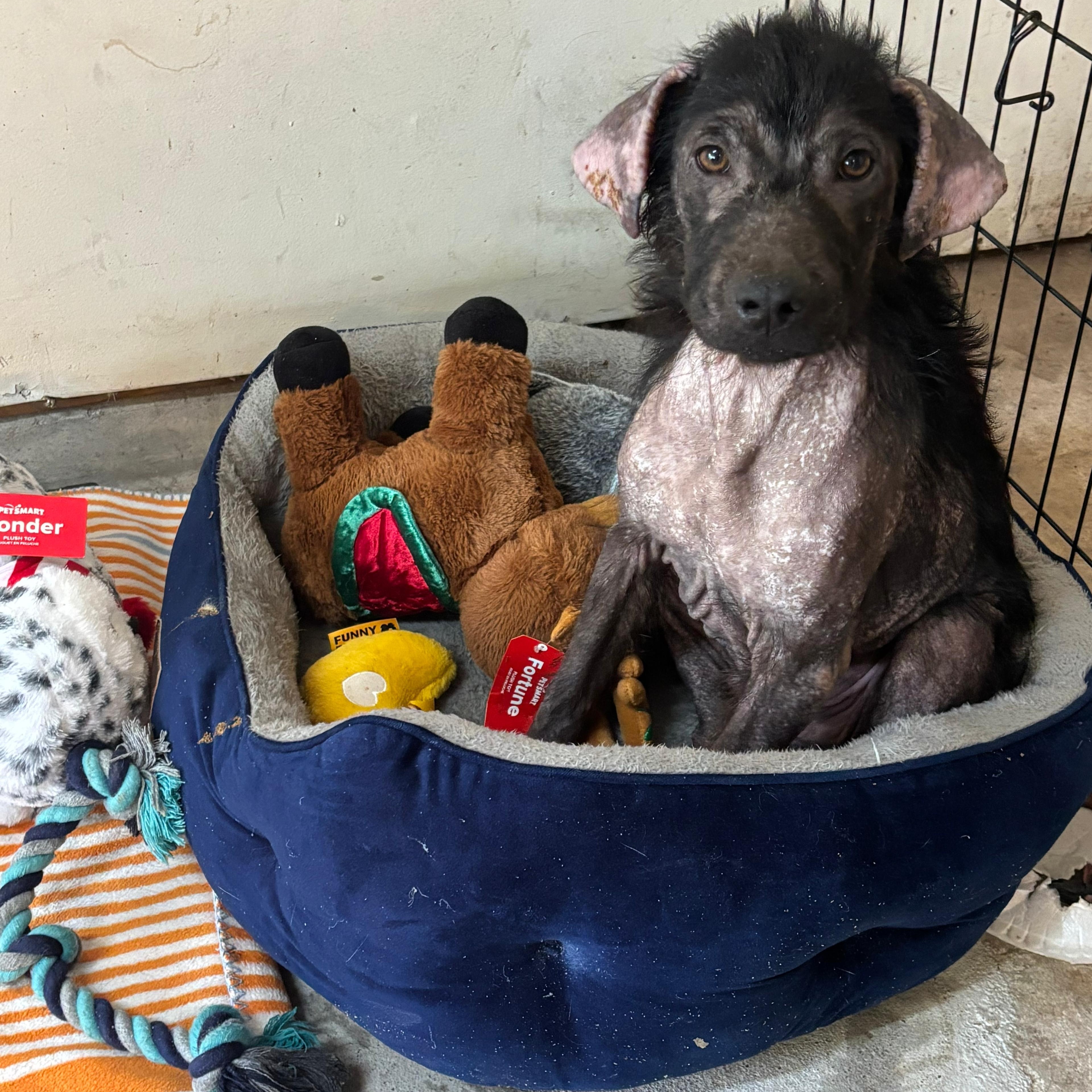 Archie, a ADOPTABLE mixed breed in Houston, TX image 5/6