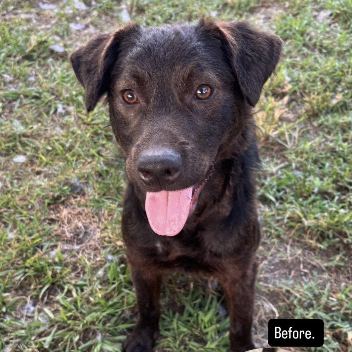 Archie, ADOPTABLE, Young Male Chocolate Labrador Retriever & Dutch Shepherd.