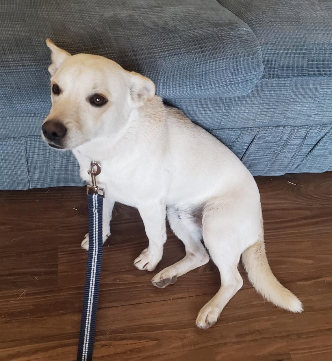 Enlarge Prince, a ADOPTABLE mixed breed in Norman, OK image 4/6