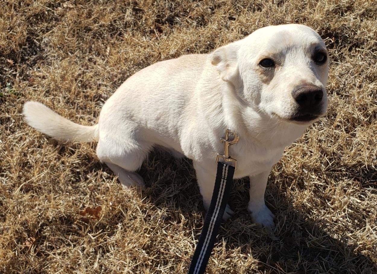Enlarge Prince, a ADOPTABLE mixed breed in Norman, OK image 3/6