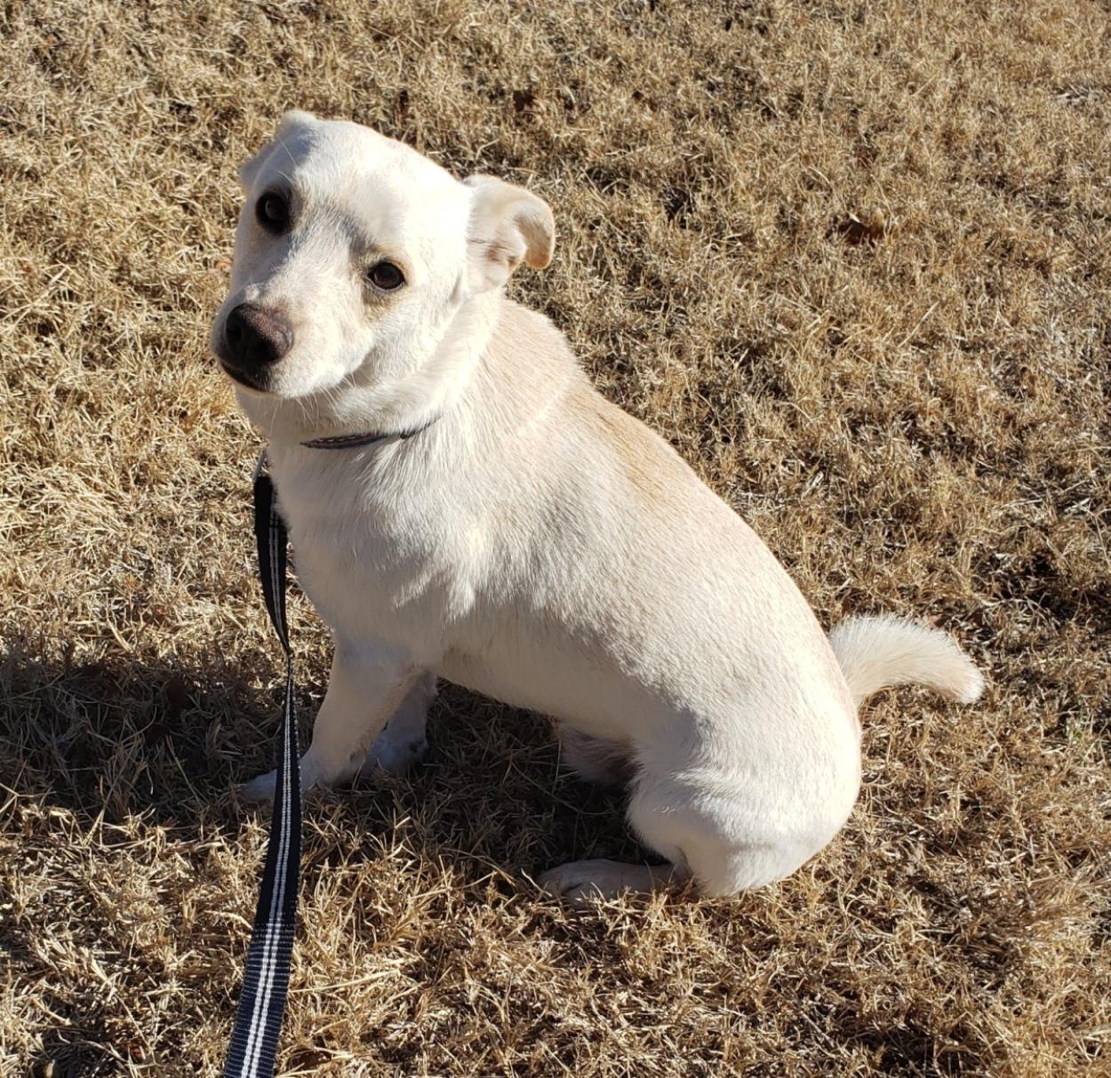 Prince, ADOPTABLE, Young Male Chihuahua & Pomeranian.