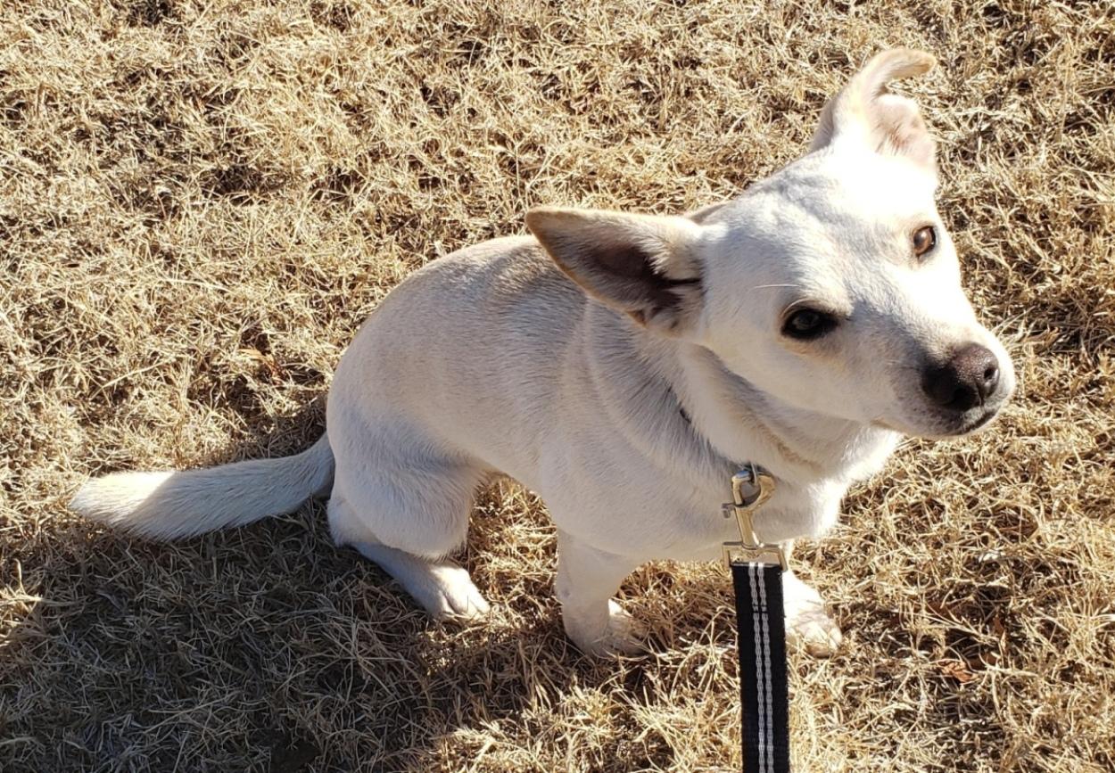 Enlarge Prince, a ADOPTABLE mixed breed in Norman, OK image 5/6