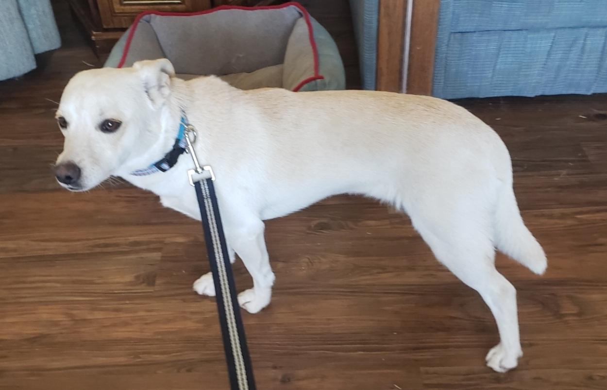 Enlarge Prince, a ADOPTABLE mixed breed in Norman, OK image 2/6