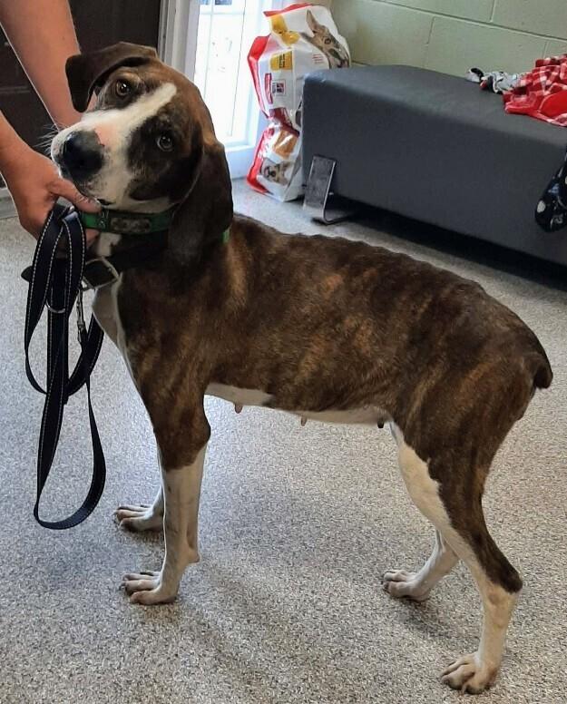 Sabrina, Adoptable, Adult Female Plott Hound & Mixed Breed.