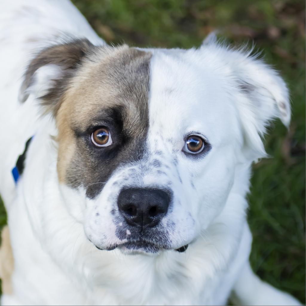 Enlarge Steven, a Adoptable Mixed Breed in Middletown, RI image 1/1