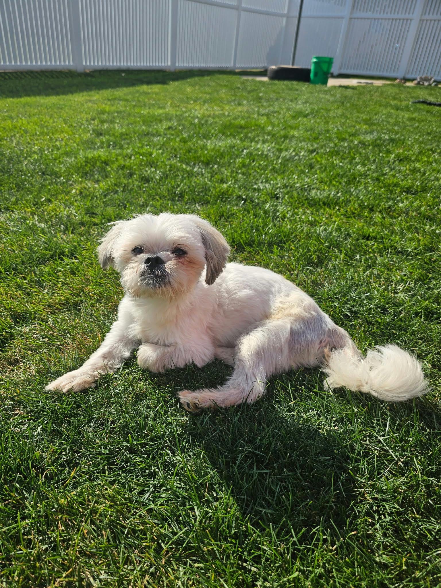 Enlarge Nev, a Adoptable Shih Tzu in Cedar Rapids, IA image 6/6