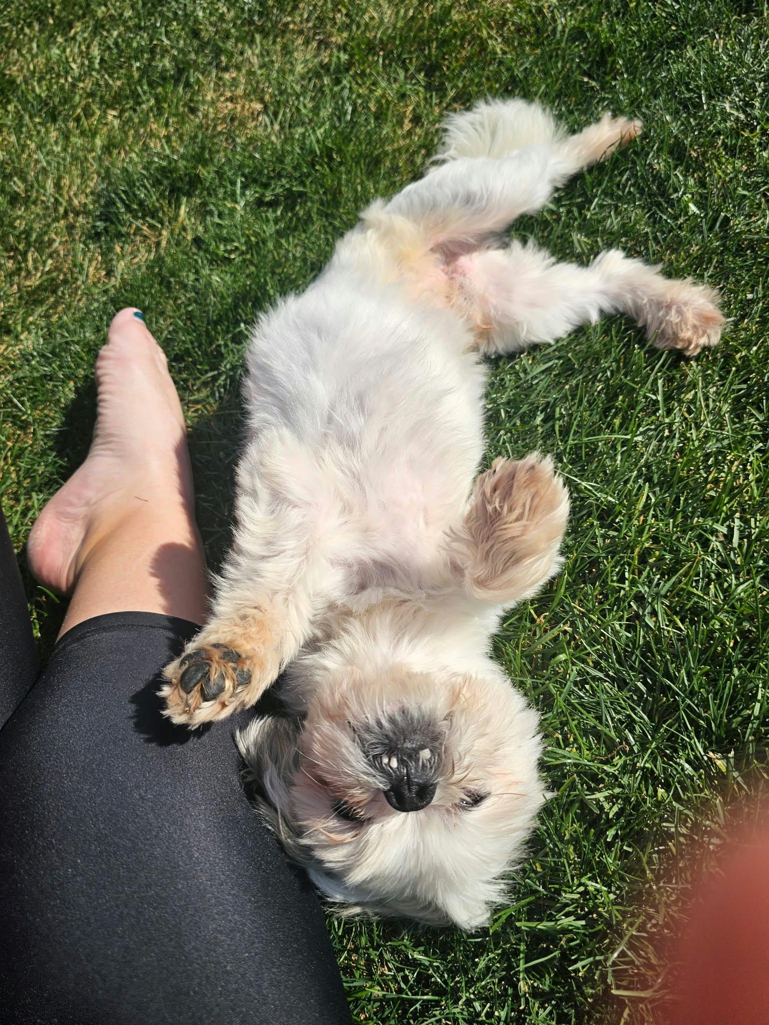 Enlarge Nev, a Adoptable Shih Tzu in Cedar Rapids, IA image 5/6