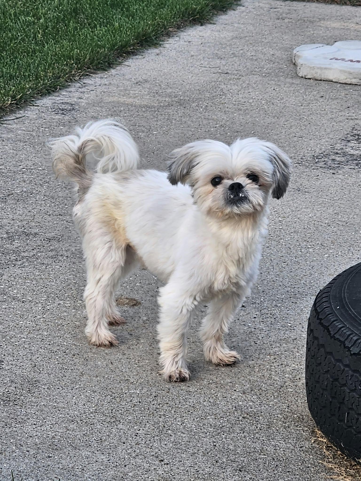 Enlarge Nev, a Adoptable Shih Tzu in Cedar Rapids, IA image 4/6