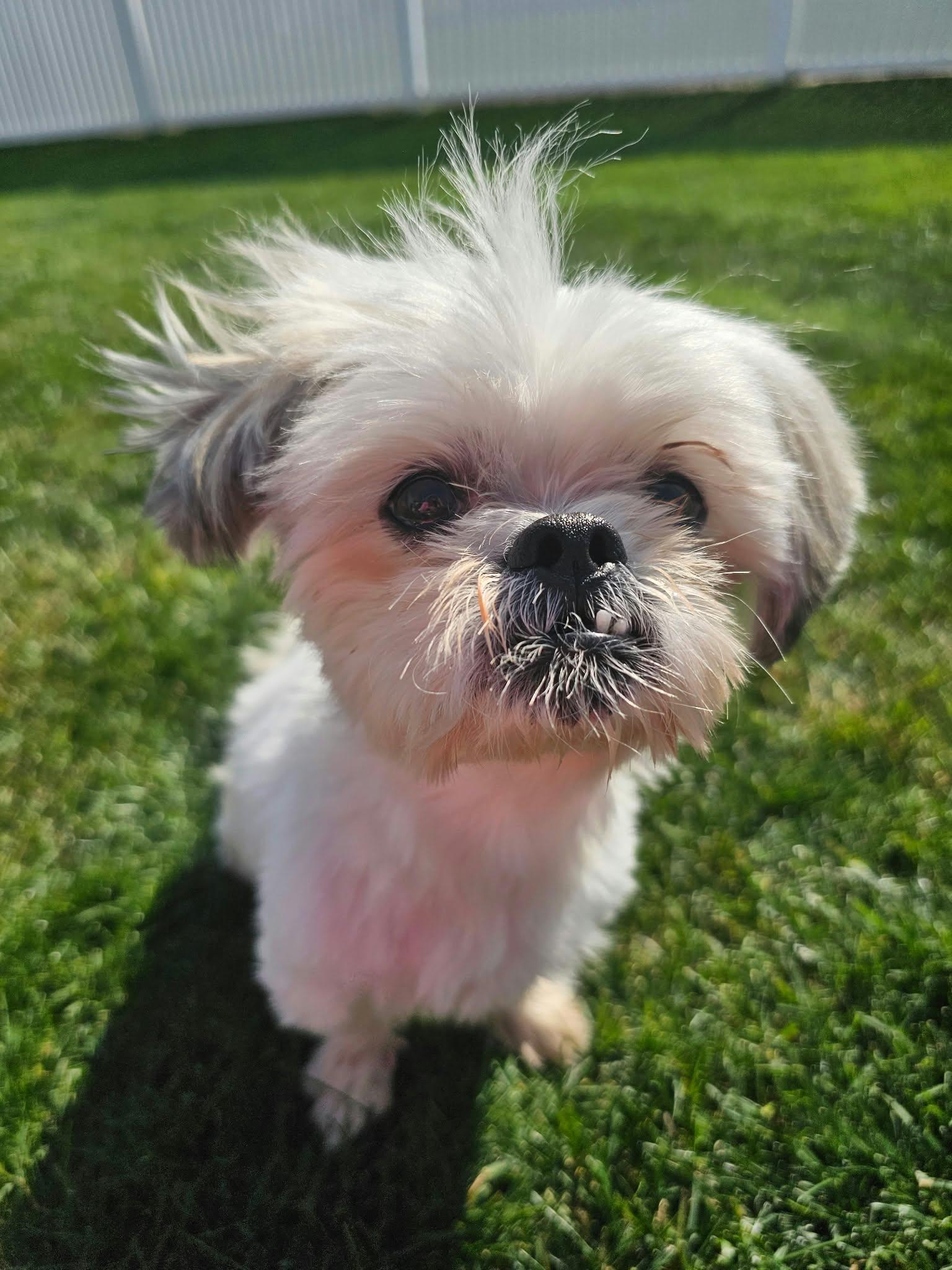 Enlarge Nev, a Adoptable Shih Tzu in Cedar Rapids, IA image 1/6