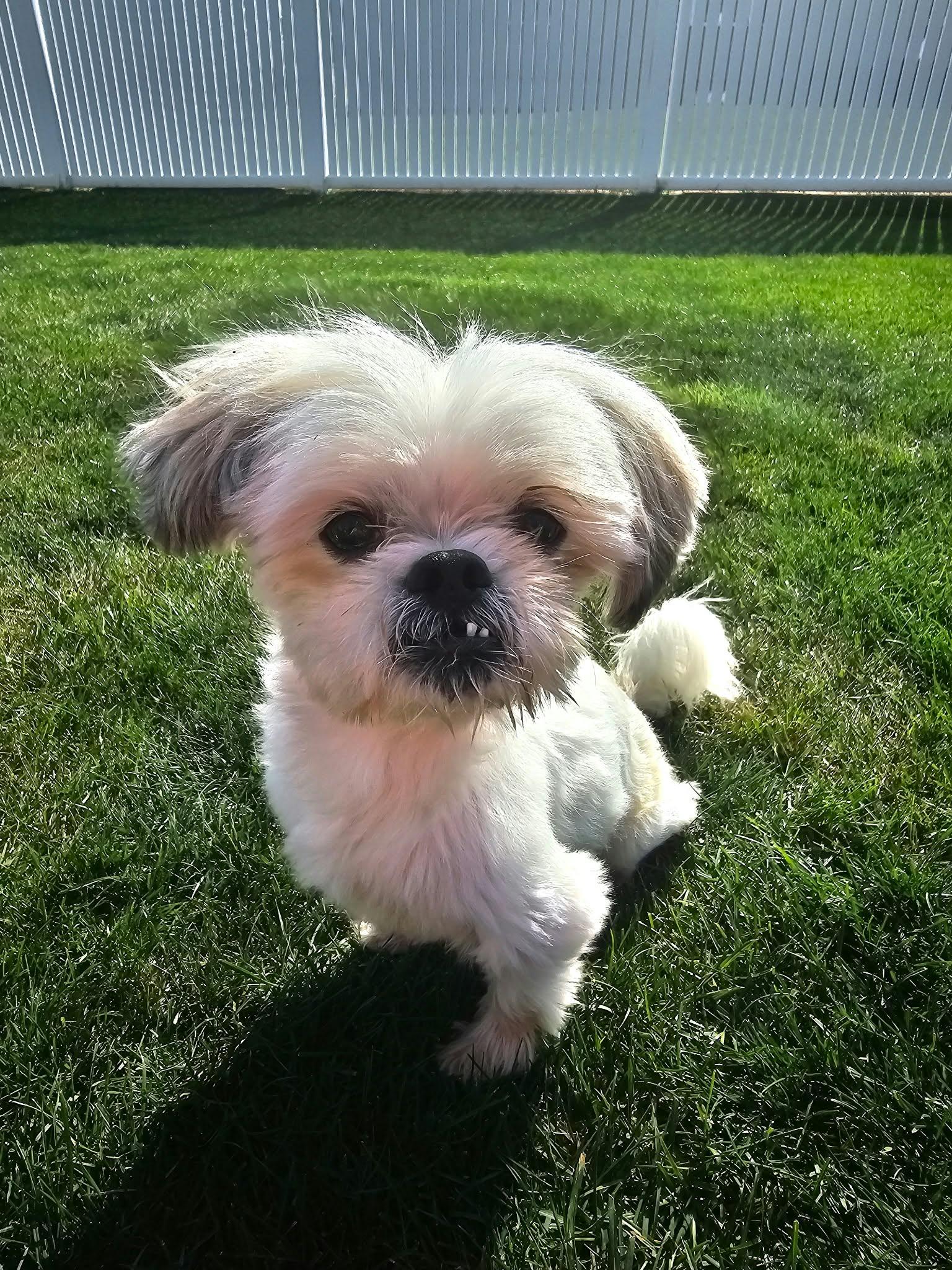 Enlarge Nev, a Adoptable Shih Tzu in Cedar Rapids, IA image 2/6