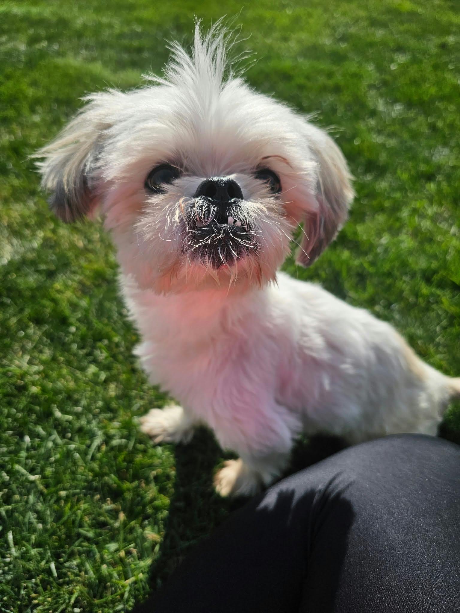 Enlarge Nev, a Adoptable Shih Tzu in Cedar Rapids, IA image 3/6