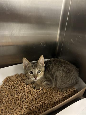 SAKE, Adoptable, Kitten Female Domestic Short Hair.