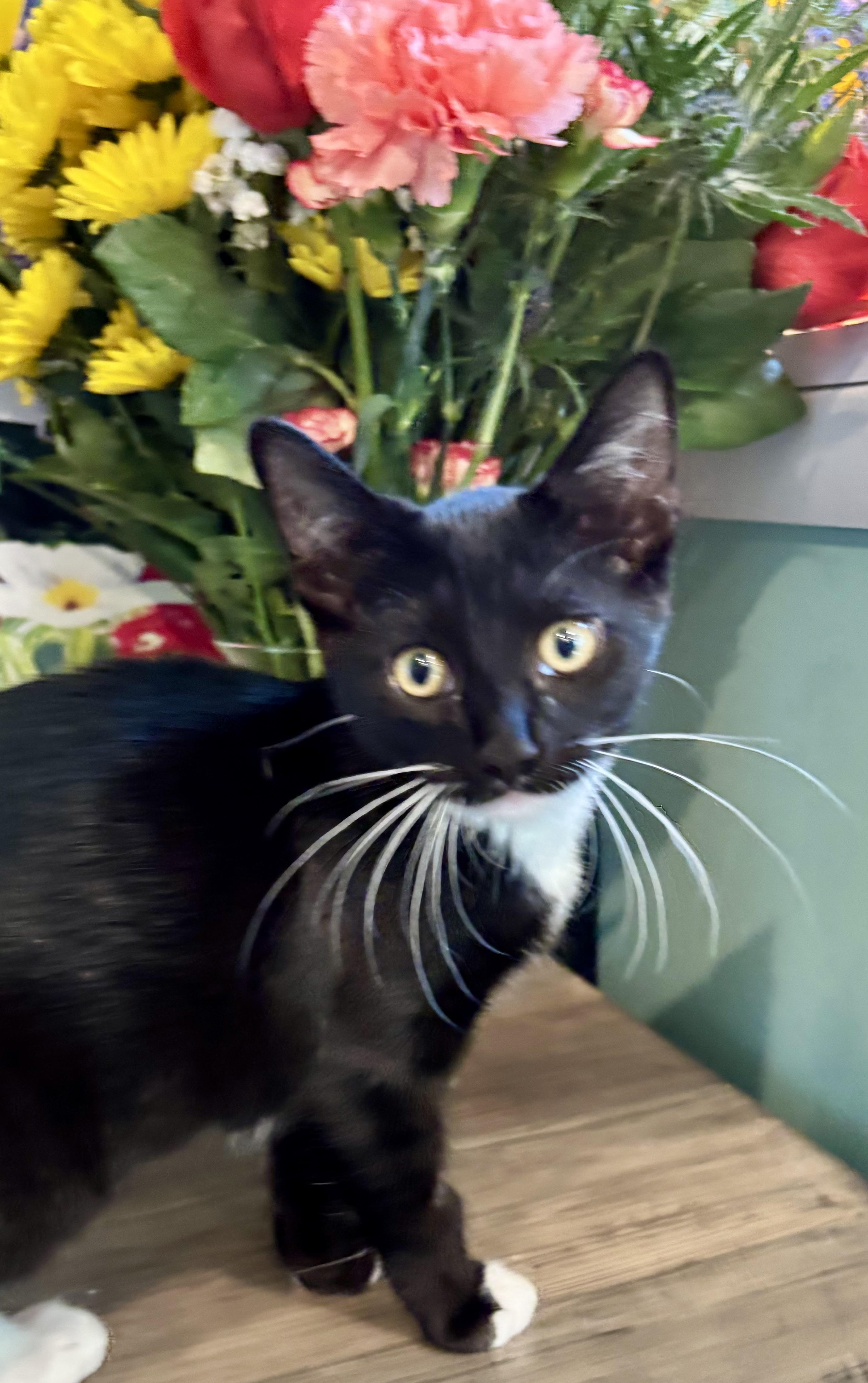 Camembert, a ADOPTABLE Domestic Short Hair in Cincinnati, OH image 4/5