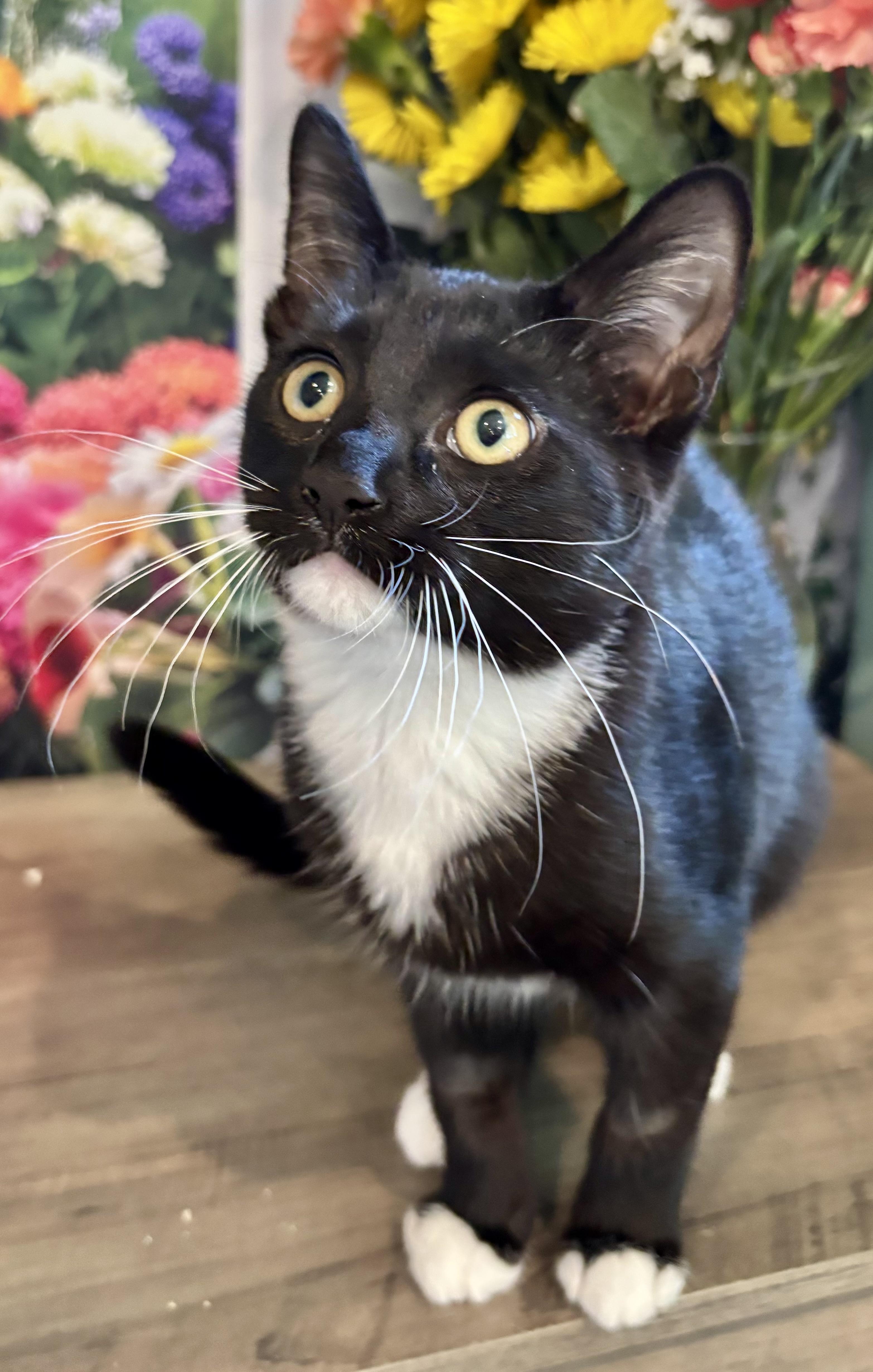 Camembert, a ADOPTABLE Domestic Short Hair in Cincinnati, OH image 5/5