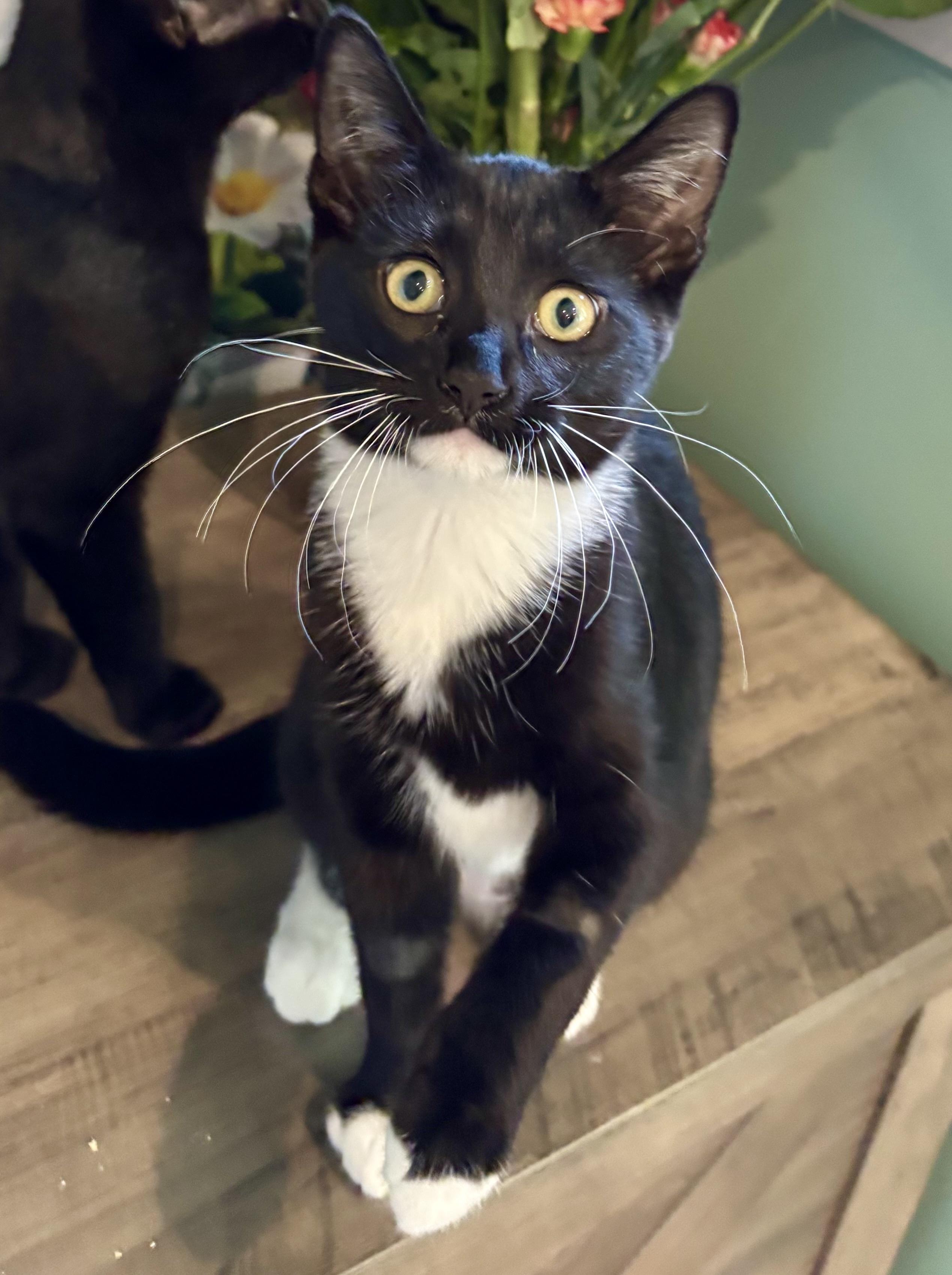Camembert, a ADOPTABLE Domestic Short Hair in Cincinnati, OH image 2/5