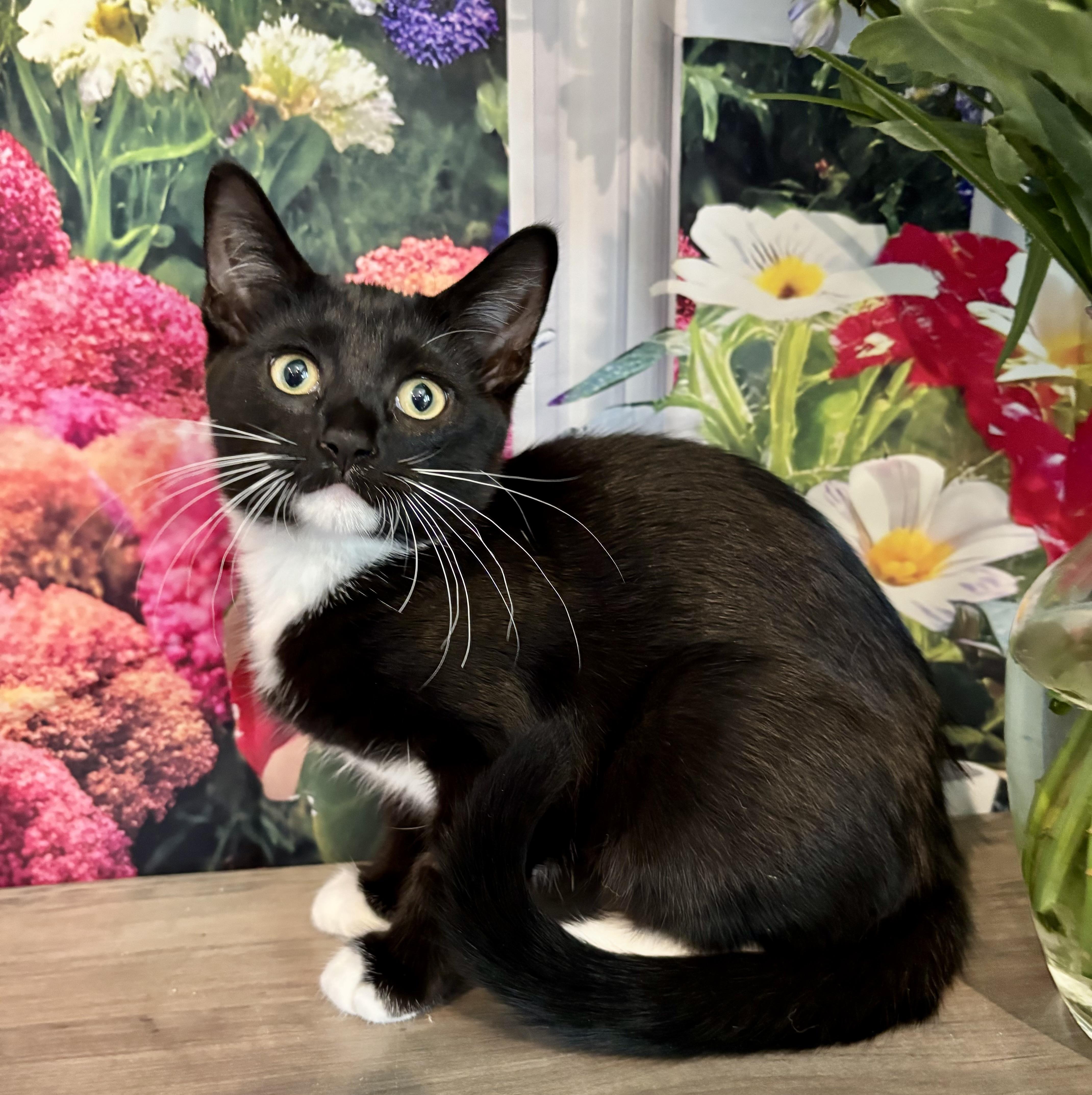 Camembert, a ADOPTABLE Domestic Short Hair in Cincinnati, OH image 3/5