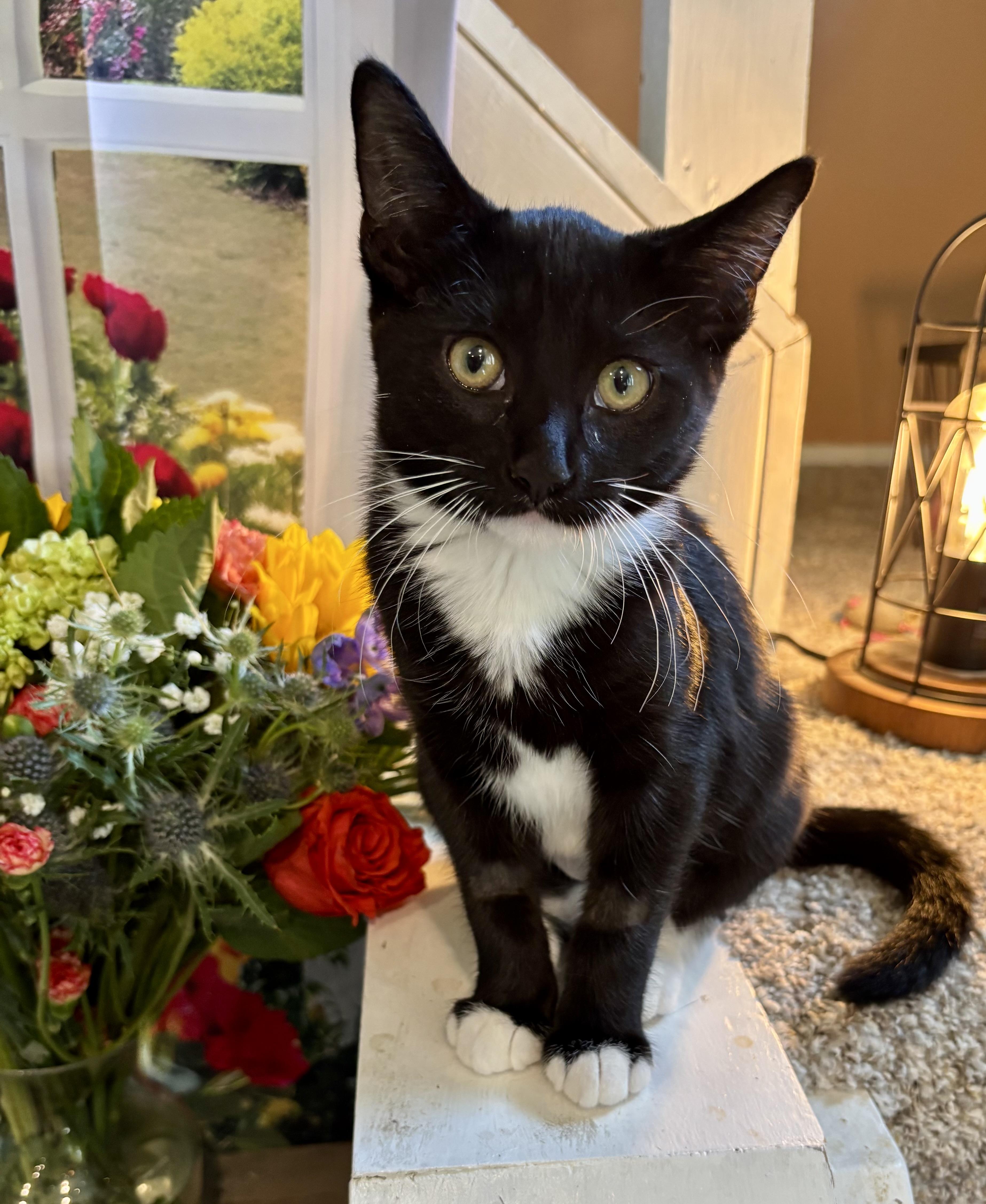 Camembert, ADOPTABLE, Kitten Female Domestic Short Hair.