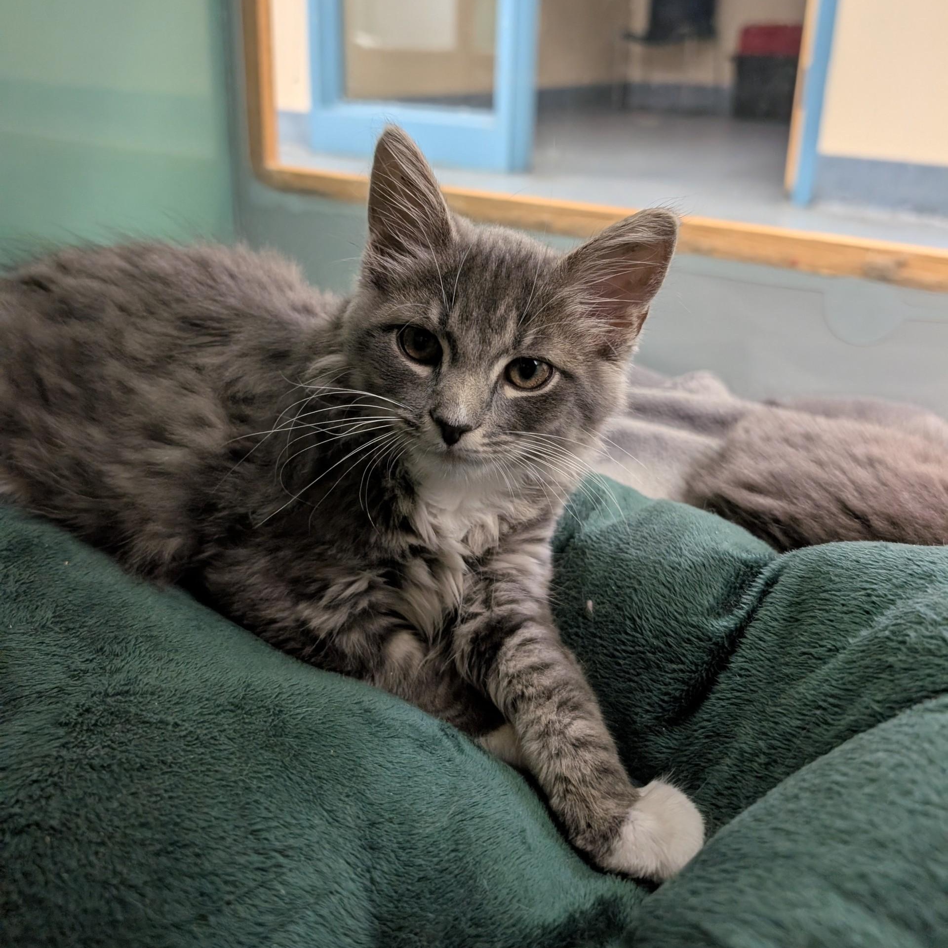 Enlarge Jack, an adopted Domestic Medium Hair in Suffolk, VA image 1/1