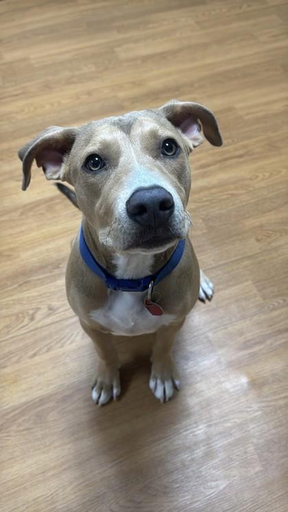Enlarge Raichu, a Adoptable mixed breed in Oklahoma City, OK image 1/1