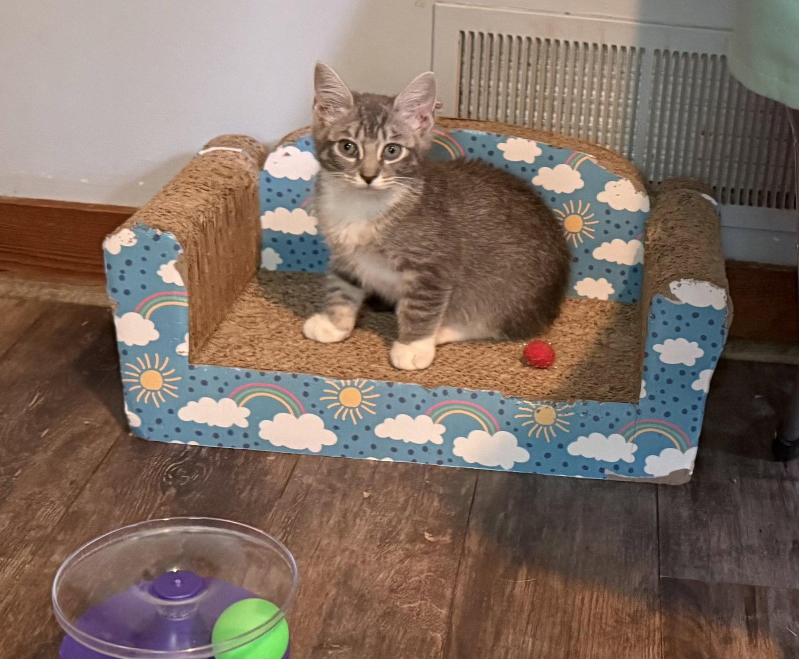 Taco-Adopted!, Adoptable, Kitten Female Tabby & Domestic Short Hair.