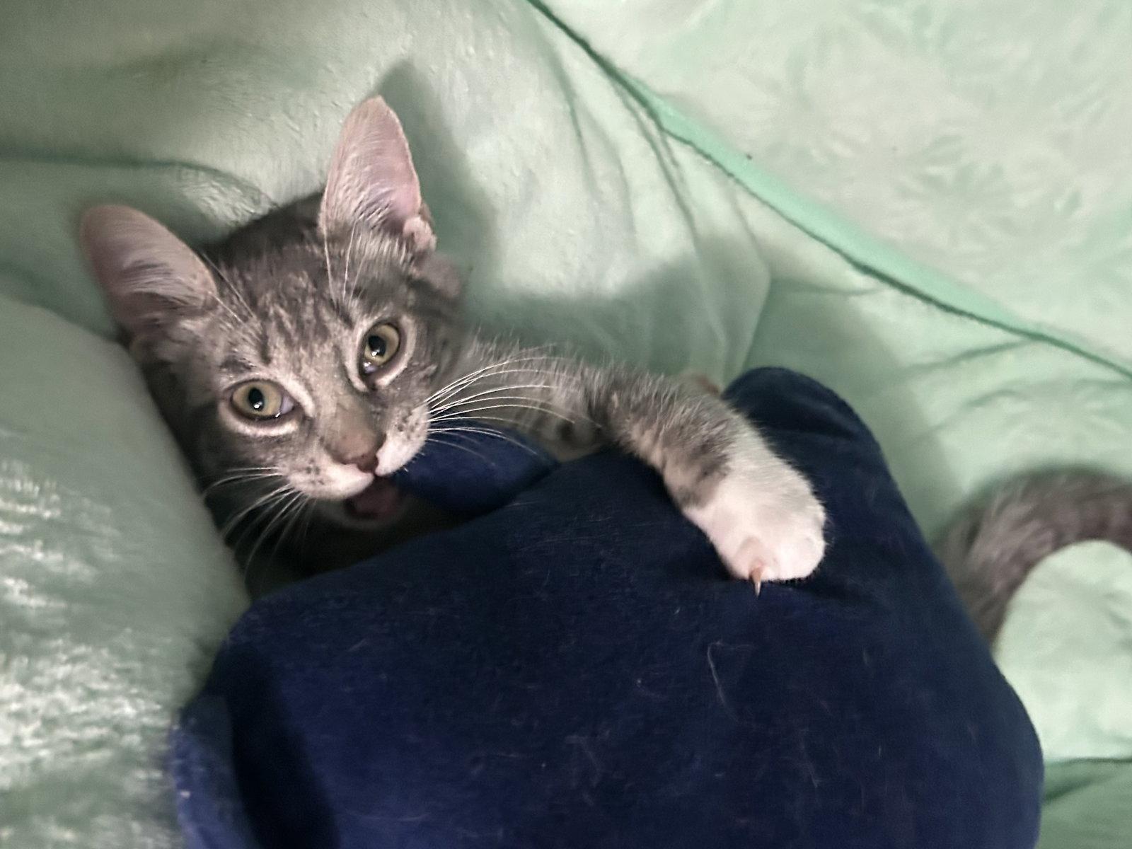 Enlarge Taco-Adopted!, a Adoptable mixed breed in Spring City, PA image 2/3