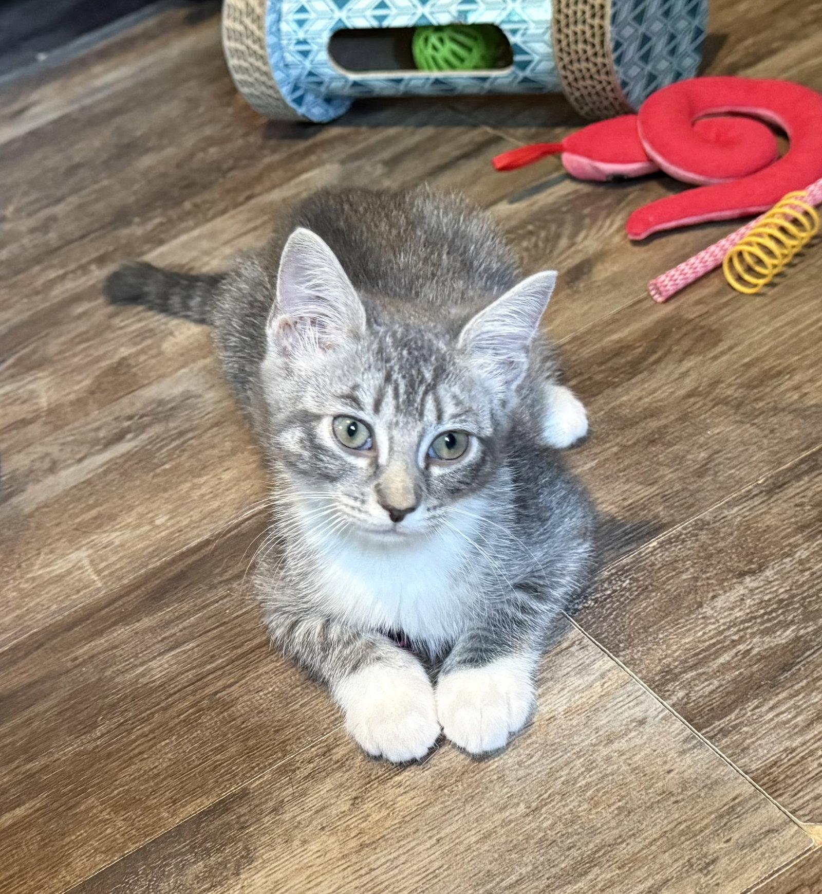 Enlarge Taco-Adopted!, a Adoptable mixed breed in Spring City, PA image 3/3