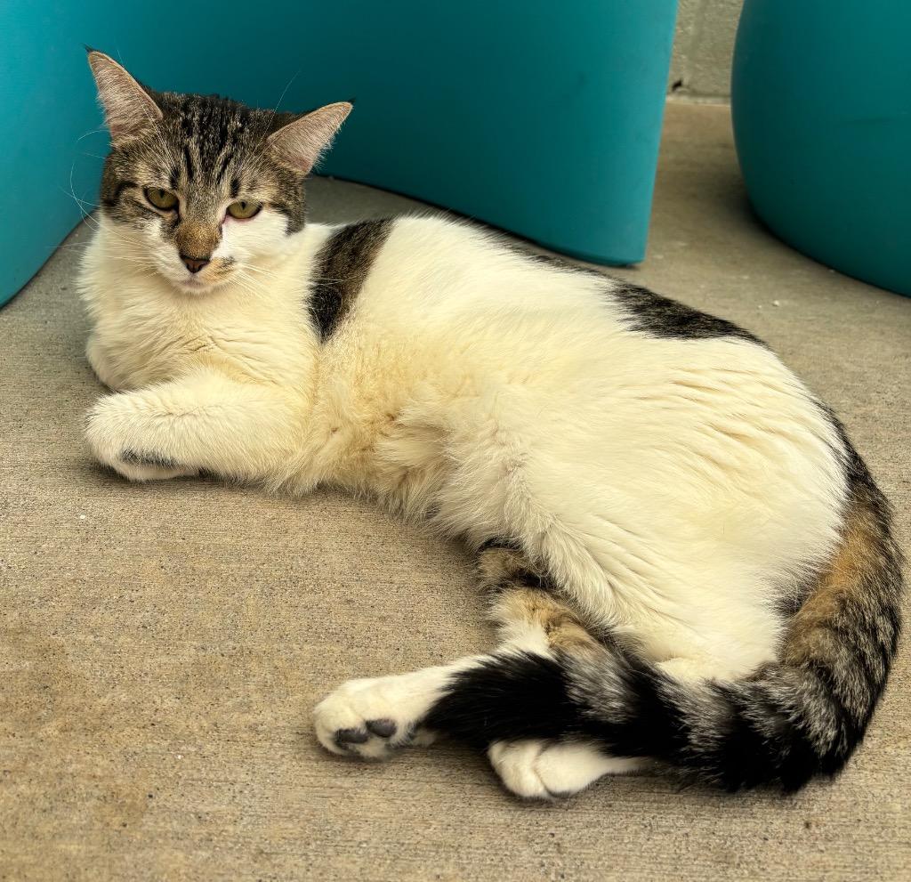 Tinker Bell / Natalie / AC 24888 B, Adoptable, Young Female Domestic Medium Hair.