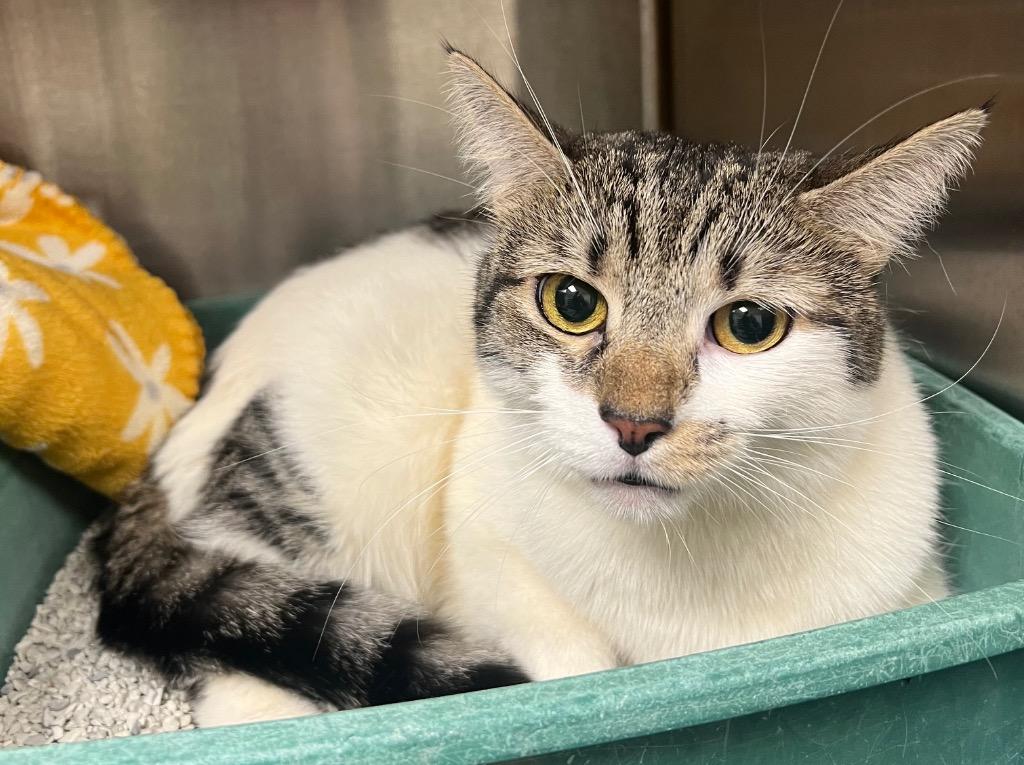 Enlarge Tinker Bell / Natalie / AC 24888 B, a Adoptable mixed breed in Greeneville, TN image 2/2