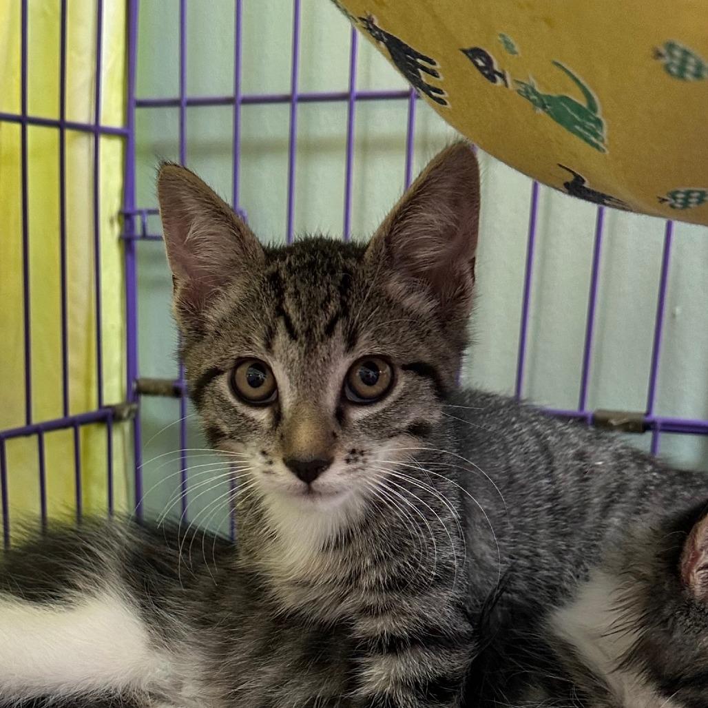 Lonnie, Adoptable, Kitten Male Domestic Short Hair.