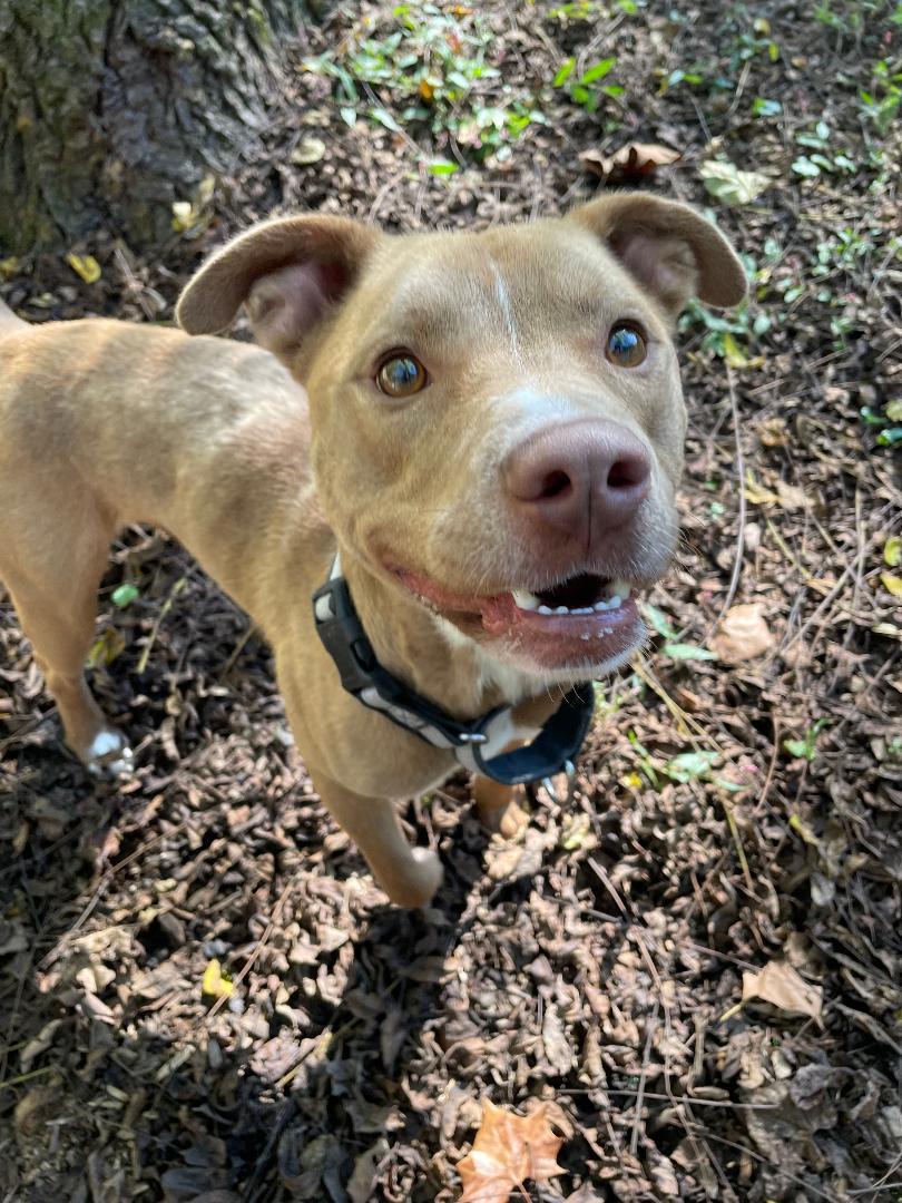 Enlarge Jack, a Adoptable mixed breed in Spencer, IN image 2/3