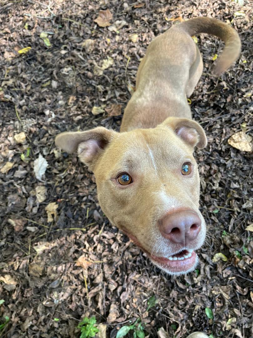 Jack, Adoptable, Young Male Pit Bull Terrier.