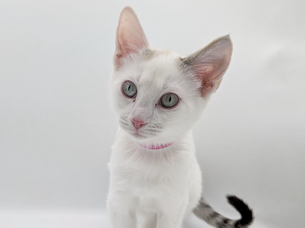 Caturra, Adoptable, Kitten Female Domestic Short Hair & Siamese.