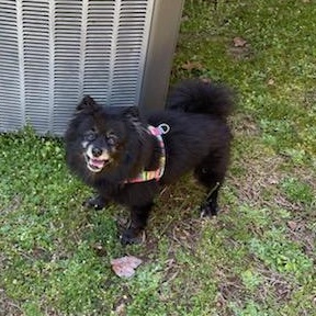 Enlarge Coco, a Adoptable Pomeranian in Richmond, VA image 2/6