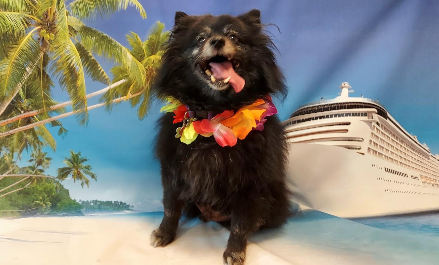 Enlarge Coco, a Adoptable Pomeranian in Richmond, VA image 3/6