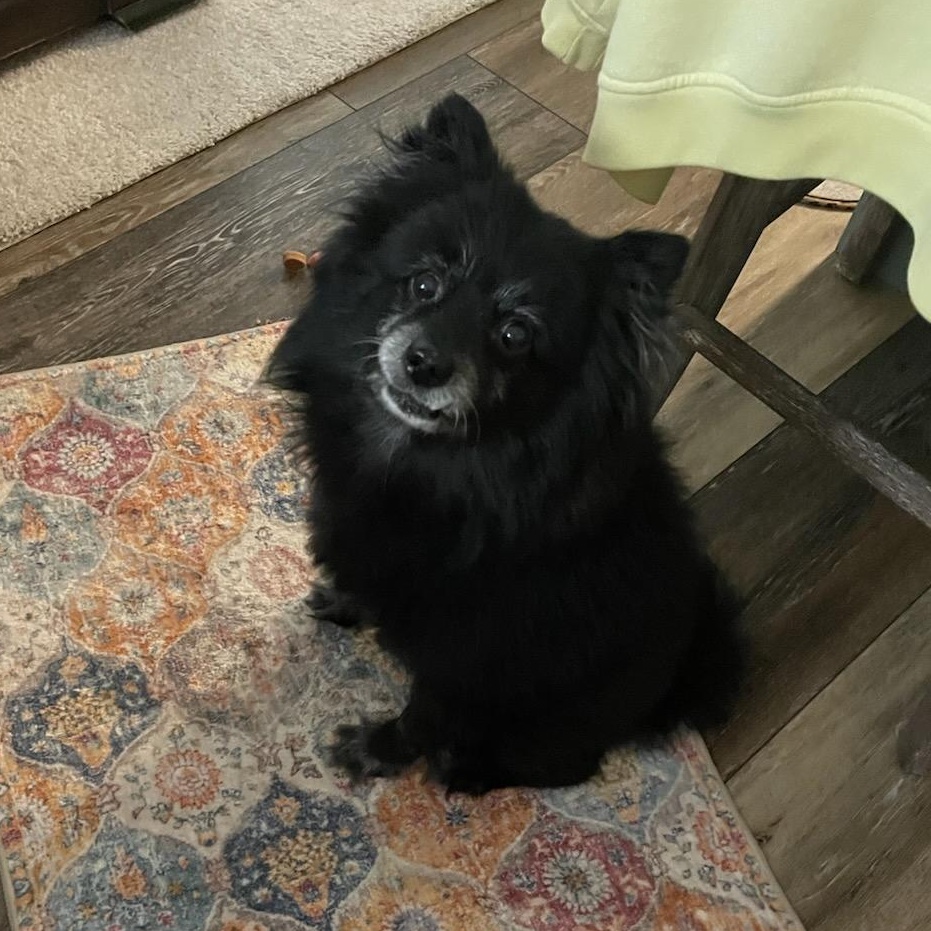 Enlarge Coco, a Adoptable Pomeranian in Richmond, VA image 4/6