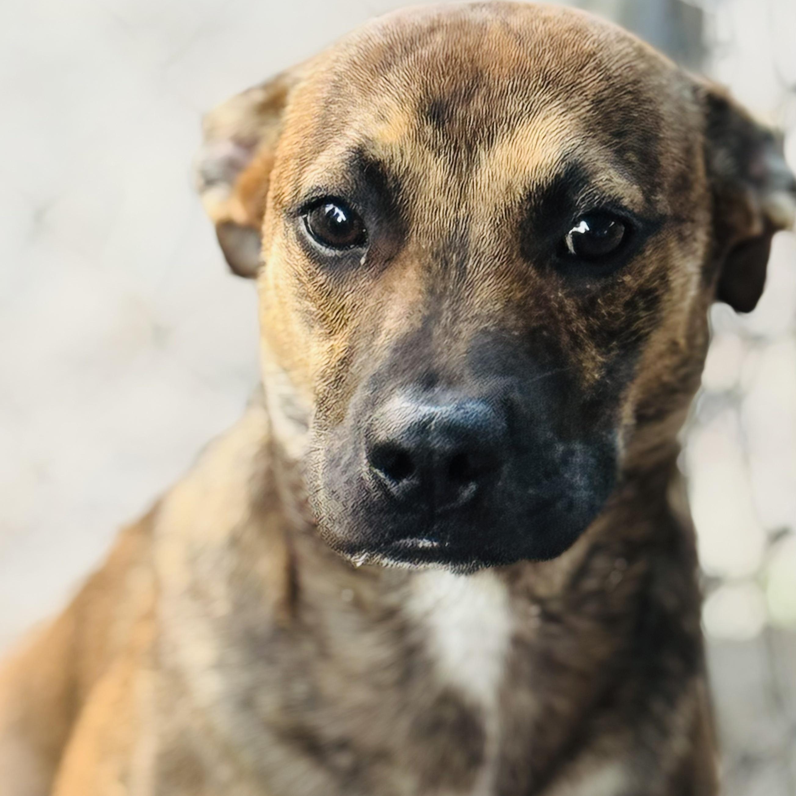 Groot, a Adoptable mixed breed in Oak Bluffs, MA image 1/2