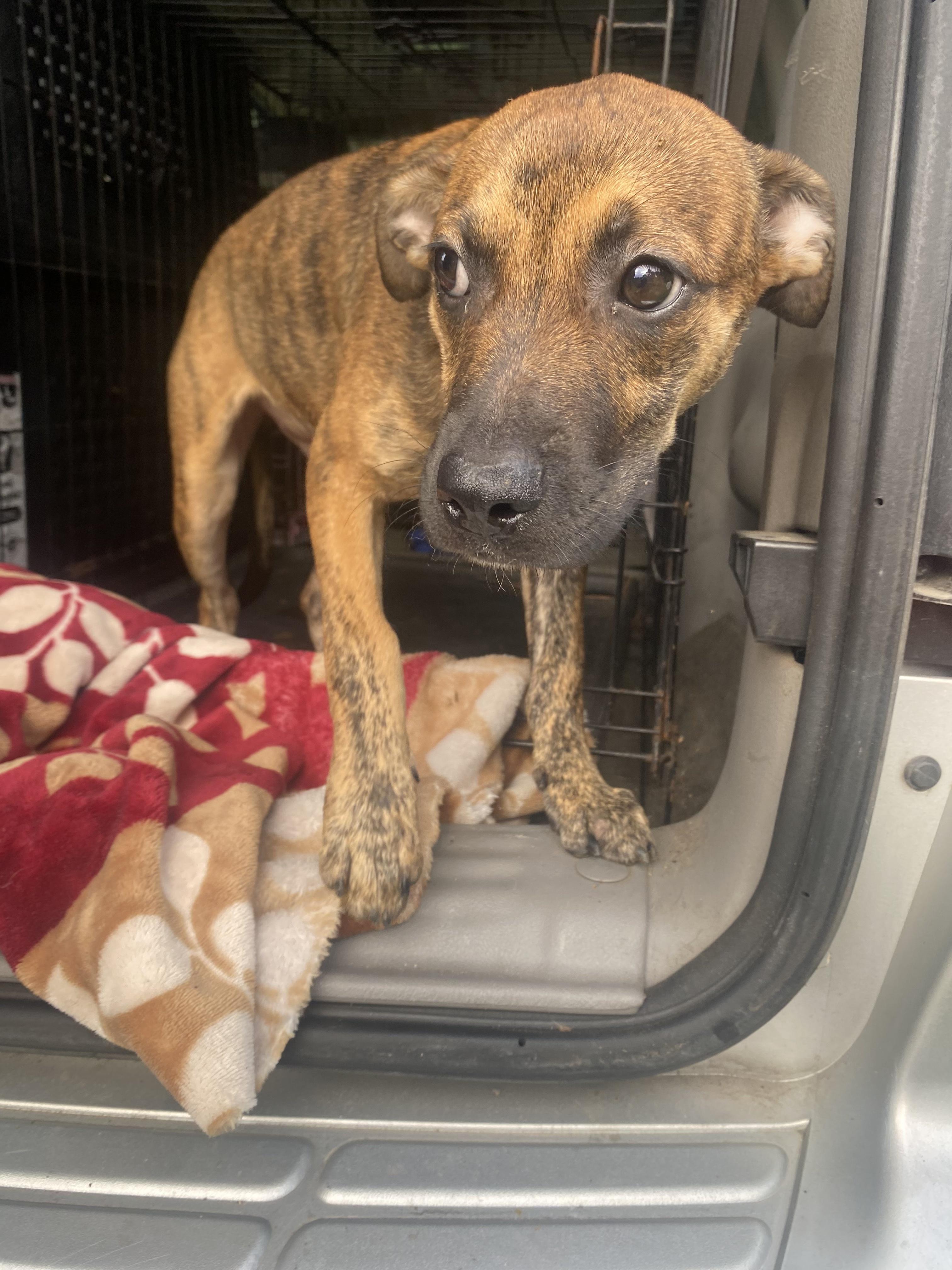 Groot, Adoptable, Puppy Male Redbone Coonhound.