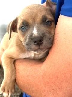 Two Sibling 10 weeks old 10 pounds in Loving Foster Home More to Come!
